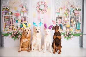 Dogs posing calmly after puppy behavior problems training