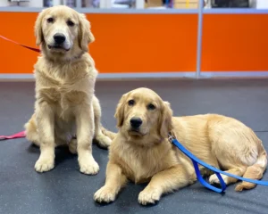 dogs in a board and train program
