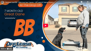 BB, a 7-month-old Great Dane puppy in Phoenix, AZ, practicing focused obedience and calm leash manners after a 2-week Board and Train.