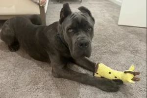 6-month-old Cane Corso Rocky walking on a loose leash after 2-week training in Phoenix, AZ.
