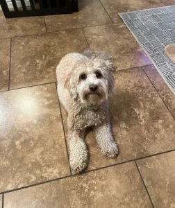Miso in Phoenix, AZ practicing calm independence and reliable obedience after overcoming separation anxiety in a 2-week training program with Off Leash K9 Training.