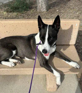 Black and white dog in dog training Peoria AZ