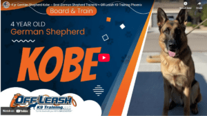 Kobe, a 4-year-old German Shepherd in Phoenix, AZ, practicing calm public manners and improved control around other dogs after reactivity-focused Board and Train training.