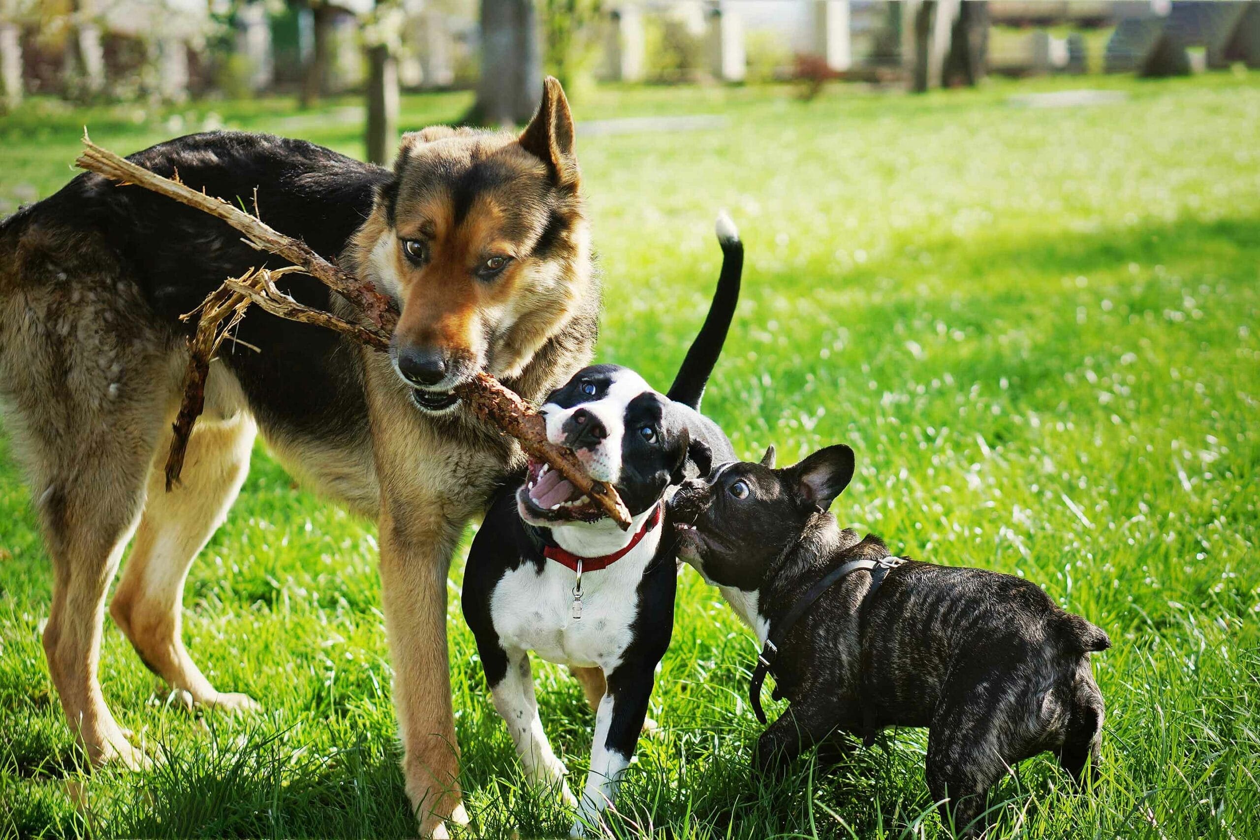 Furry friends play at dog friendly parks Phoenix AZ