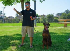 How to stop a dog from licking people with obedience