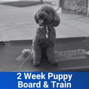2 Week Puppy Board and Train