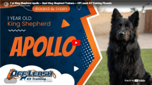 Apollo demonstrated improved public manners, obedience, and focus through structured, consistent training in Phoenix, AZ.