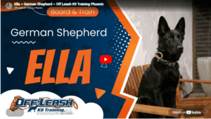Ella displayed stronger obedience, confidence, and puppy manners in a real-world setting in Phoenix, AZ.