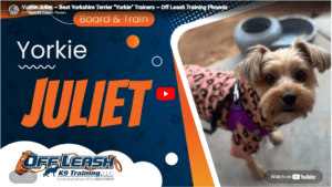 Juliet practiced calm behavior, confidence, and reactivity control during structured dog training in Phoenix, AZ.