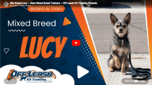 Lucy, a fearful and reactive dog, building confidence and obedience during training with Bri in Phoenix, AZ.