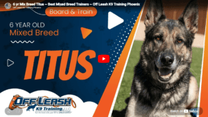 Titus, a 6-year-old mixed breed dog, working with Shauna in Phoenix to improve obedience, focus, responsiveness, and behavior around real-world distractions.