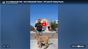 Faith doodle puppy building obedience foundation and structure during training with Shauna in Phoenix, VA.