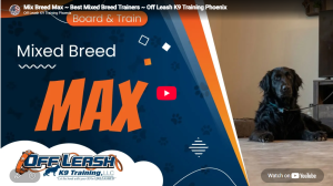 Max working on better public manners in Phoenix, AZ