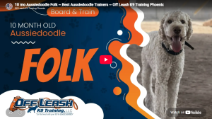 Folk the Aussiedoodle practicing obedience in Phoenix, AZ