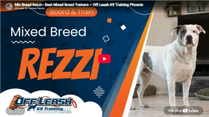Rezzi beginning behavior modification training in Phoenix, AZ