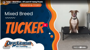 Tucker practicing off-leash obedience in Phoenix, AZ