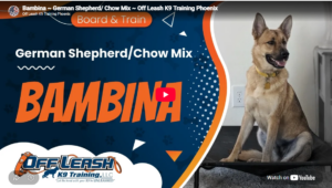 Bambina practicing obedience around distractions in Phoenix