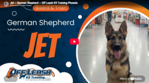 Jet practicing reliable off-leash obedience in Phoenix, AZ