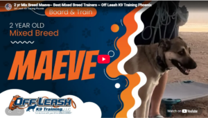 Maeve practicing confidence and obedience in Phoenix