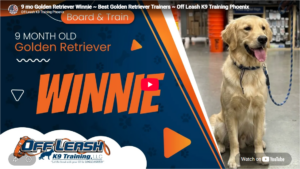 Winnie the Golden Retriever practicing recall in Phoenix