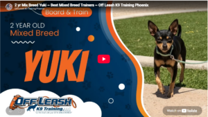 Yuki practicing confidence and obedience in Phoenix, AZ