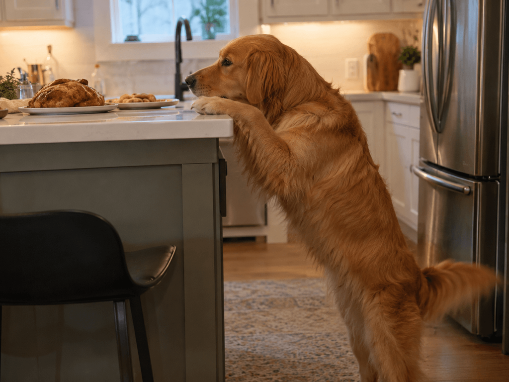 Owner using dog counter surfing training in the kitchen