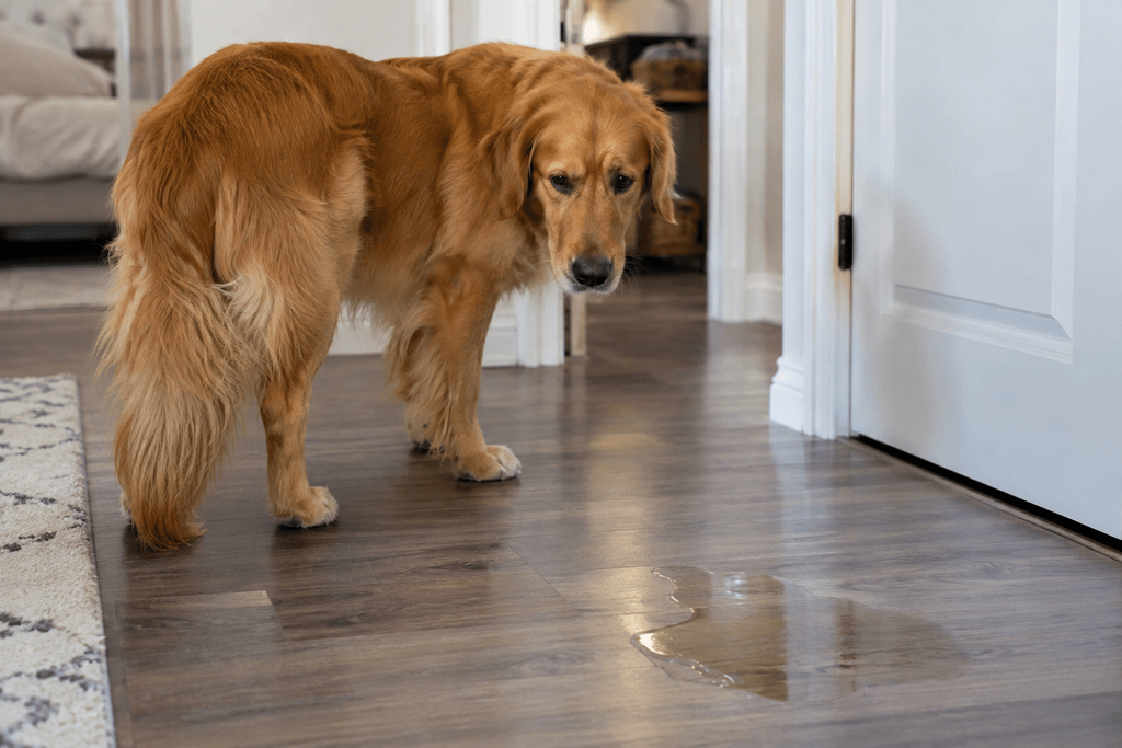Owner addressing dog potty training regression at home