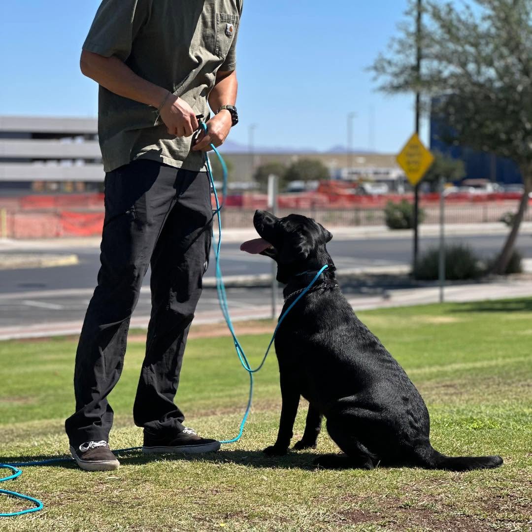 PROFESSIONAL DOG TRAINING THROUGHOUT