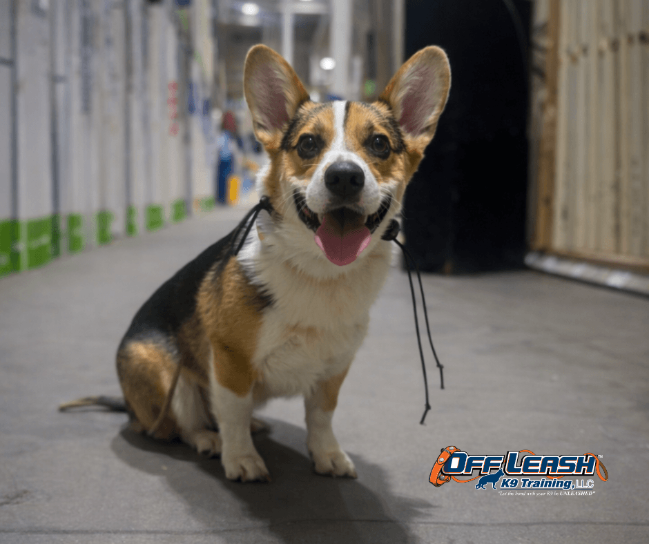 Corgi sitting indoors - why is my dog peeing in the house