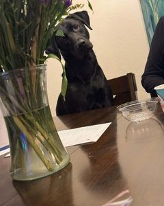 Black Labrador at dining table learning not to beg for food