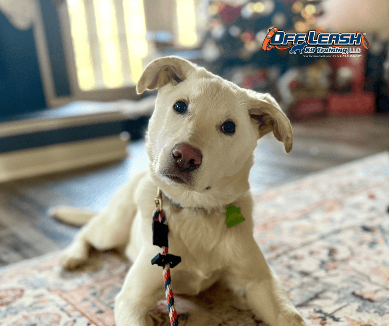 White puppy indoors - why is my dog peeing in the house
