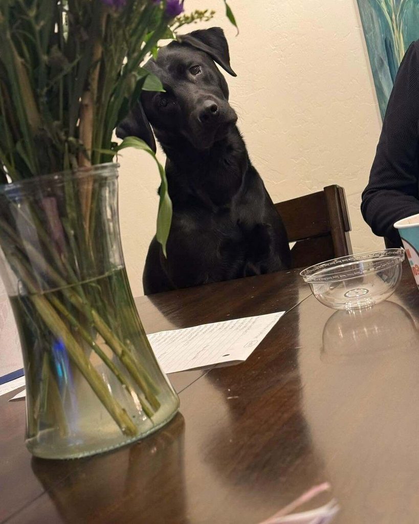 Black Labrador at dining table learning not to beg for food
