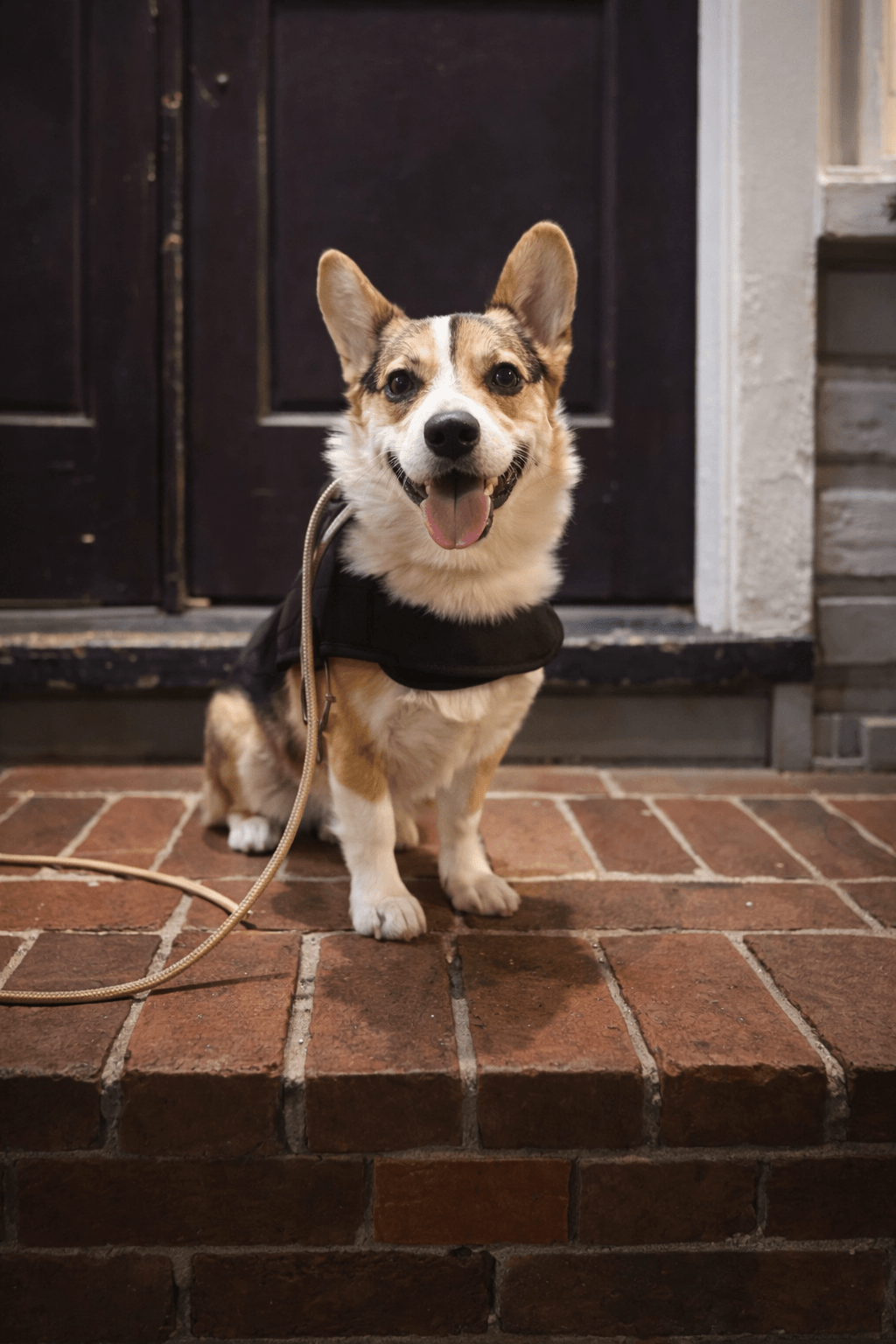 Corgi sitting by the door - why is my dog peeing in the house