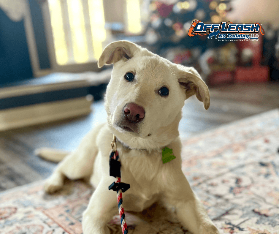 White puppy indoors - why is my dog peeing in the house
