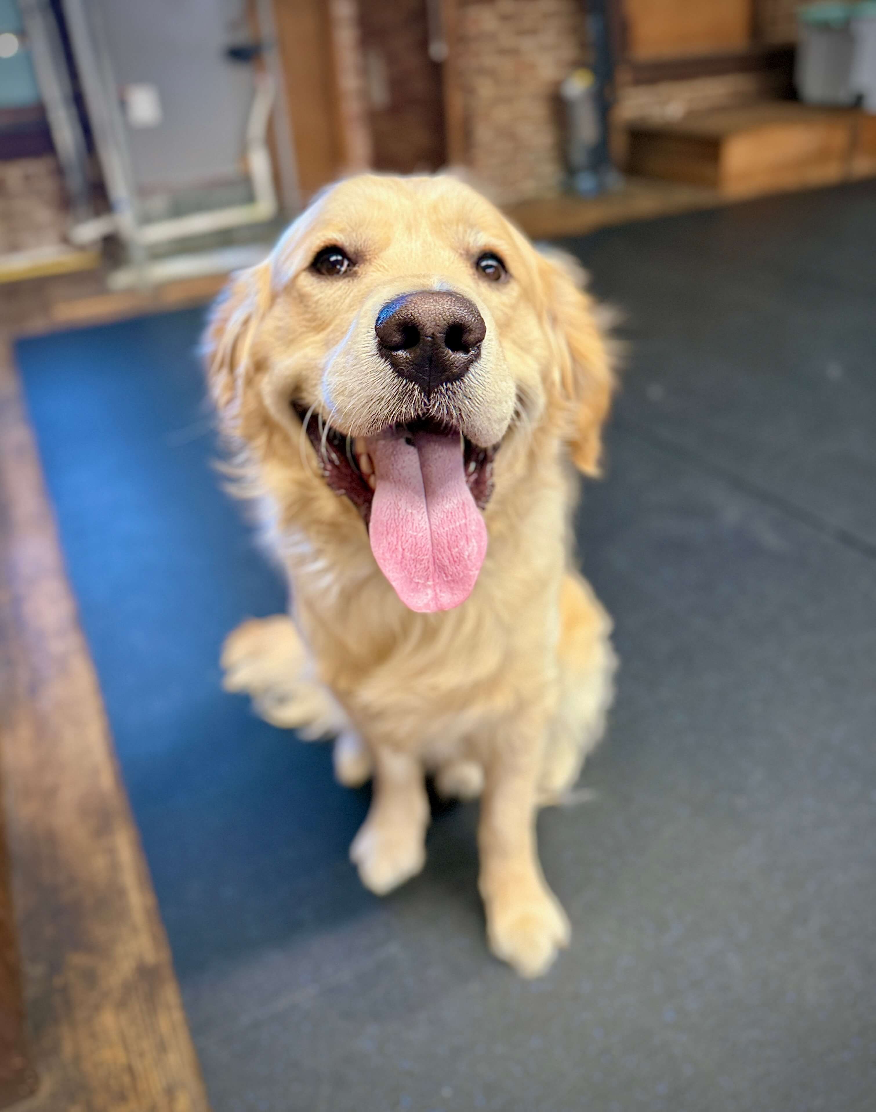 Golden Retriever sitting patiently to stop begging for food